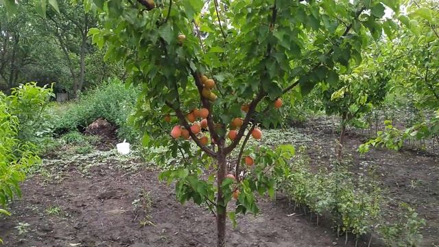 абрикос "Харостар" на підході, живці та саджанці в наявності. смотреть онлайн