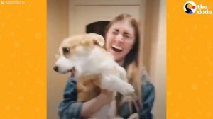 This Corgi Puppy Loves To Howl While She Eats | The Dodo