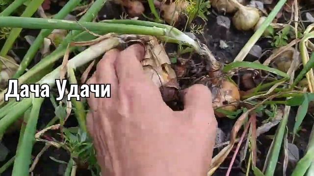 ЛУК в яичных ячейках! Пышное, зеленое перо и хорошая репка! Дача Удачи смотреть онлайн