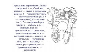 2. ОБЩАЯ ХАРАКТЕРИСТИКА ЛЮТИКОВЫХ