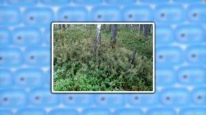 Биология 6 класс  Урок 7 - Экология растений
