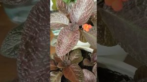 Episcia Choco- How to propagate with 100% success rate!