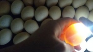 овоскопирование куриного яйца на 10 сутки .