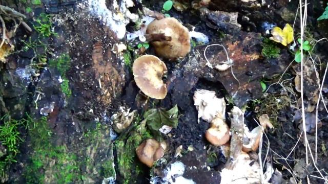 В лес за опятами октябрь 2018, Горячий ключ Краснодарский край??????? смотреть онлайн