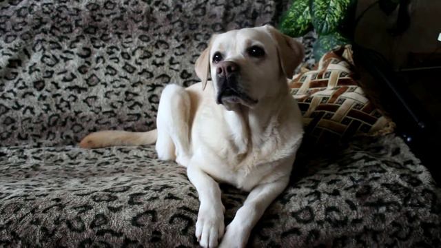 видеопривет от спокойной собаки смотреть онлайн