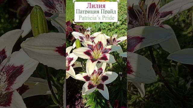 Лилия - Патриция Прайд (Lilium Patricia's Pride).?