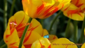 Тюльпан гибридный Олимпик Флейм (tyulpan) ? обзор: как сажать, луковицы тюльпаны Олимпик Флейм