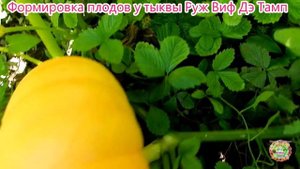 Формировка плодов у тыквы Руж Виф Дэ Тамп