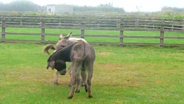 Осел трудолюбивое вьючное животное-Ржание осла-Звук животного осел-Farm animals-Домашние животные