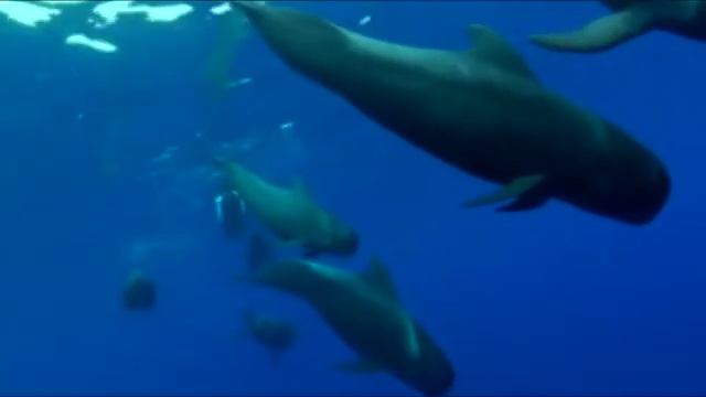 UnderWaterTV - 9 Волшебство подводного мира смотреть онлайн