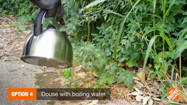 5 Ways to Get Rid of Poison Ivy Plants From Your Lawn | The Home Depot смотреть онлайн