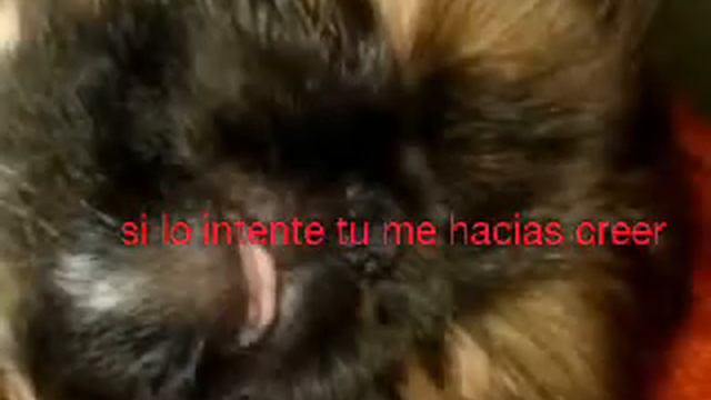 Pekines 6 meses смотреть онлайн