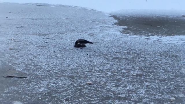 Ворона Каннибал смотреть онлайн