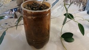 Цветение хойи на гидропонике. Хойя Аустралис