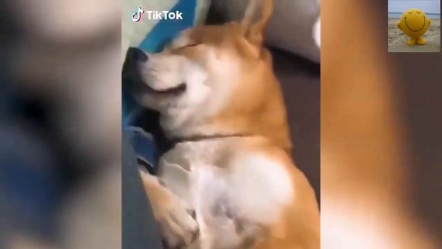 ЭТИ ЗАБАВНЫЕ ЖИВОТНЫЕ (улыбки спасут мир) смотреть онлайн