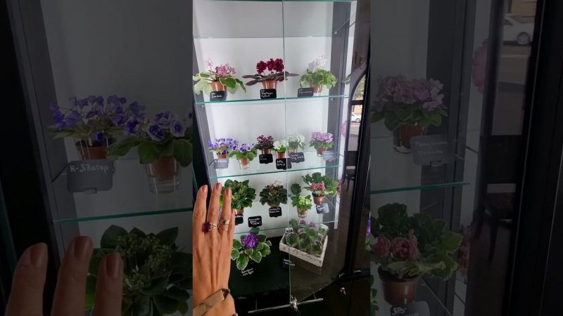 студия "Кухня Фиалки " Могилев. Беларусь. Пионерская 29