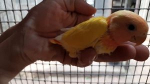 Попугаи неразлучники. Птенцы на вылете в гнезде.