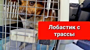 Томику выкинутому на трассе нашлась семья в Челябинске. Ищем пути отправки.