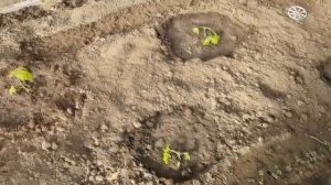 Обогрев грунта кабелем в теплице из поликарбоната. Отзыв