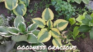 Хоста сорт Goodness gracious в моем саду в июле