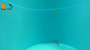 Вибы GROWS CULTURE зимний сезон 2022-2023