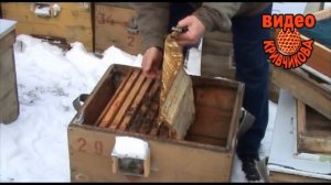 Объединение пчёл зимой