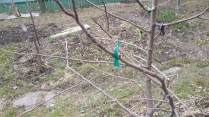 Заготовка черенков для прививки весной.