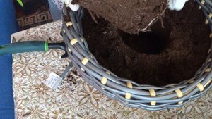 Томат "Каменный цветок",  вторая перевалка в новые горшки