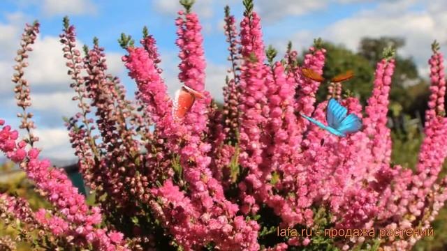 Вереск обыкновенный Яна (calluna vulgaris jana) ? вереск Яна обзор: как сажать саженцы вереска Яна смотреть онлайн