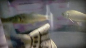 Выращивание серебряных карасей в домашнем аквариуме (1 часть)