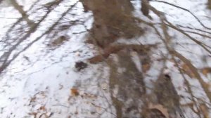 Ноябрь в  лесу . Охота в Канаде . Саскачеван