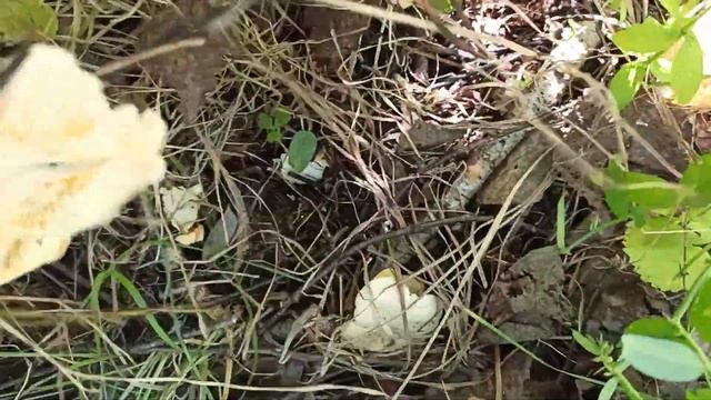 ГДЕ РАСТУТ ЛИСИЧКИ? Сбор лисичек в обеденный перерыв. Грибы 2020 смотреть онлайн