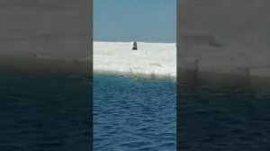 Сахалинец на снегоходе перескочил пятиметровую трещину