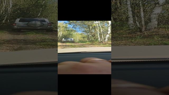 Видео Едем по лесу