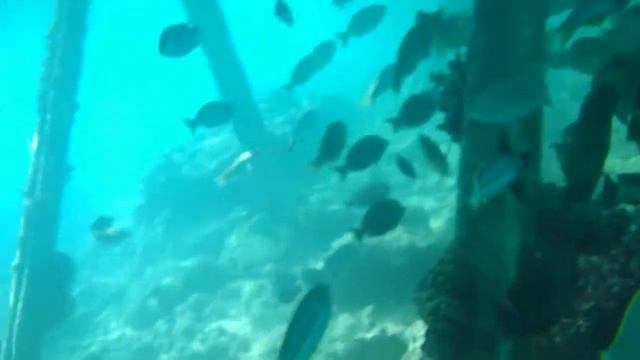 Подводная "братва" в Хургаде смотреть онлайн