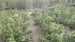бизнес план выращивание ||  выращивание малины сорта || питомник