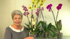 Как НАРАСТИТЬ КОРНИ Орхидеи БЕЗ ПРОБЛЕМ ??? И НЕ ДОПУСТИТЬ РЕАНИМАЦИЮ ОРХИДЕИ ??? после покупки