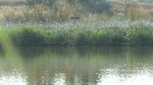 Крым. Ловим карпа. Рыбалка в Скифской деревне