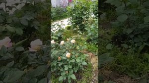 Роза Акварель.Цветение.