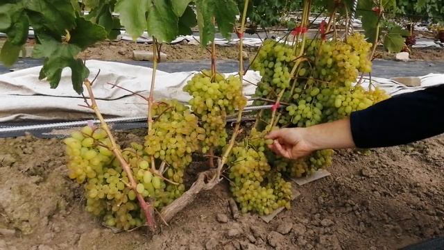 Кишмиш Гелиодор 16.09.2023 смотреть онлайн