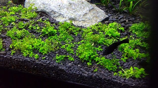 Micranthemum Monte Carlo - 5h wzrostu смотреть онлайн