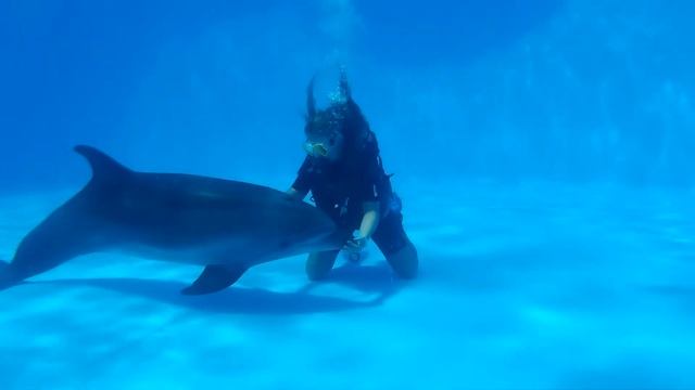 Дайвинг с дельфинами в Феодосии. смотреть онлайн