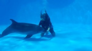 Дайвинг с дельфинами в Феодосии.