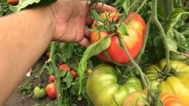 Самые вкусные томаты !!! Покупатели в восторге ! смотреть онлайн