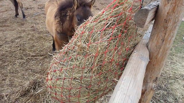 Приют лошадей Пржевальского, 03.11.2015 смотреть онлайн