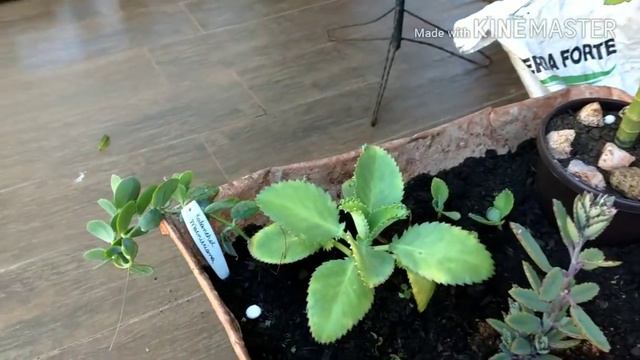 Carriola com Suculentas! смотреть онлайн