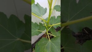 Горизонтальное выращивание инжира. Японский ремонтантный сорт Масуи Дофин.