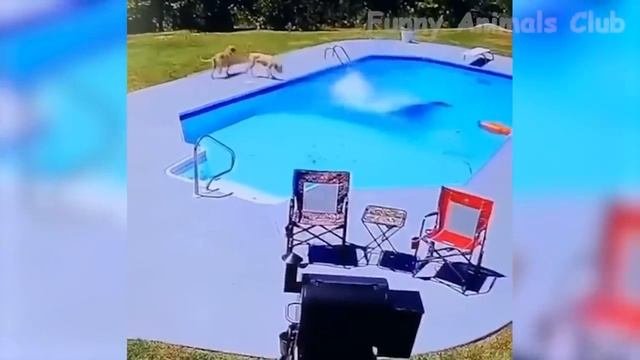 Смешные животные - Смешные кошки/собаки/птицы - Смешные видео с животными 40
