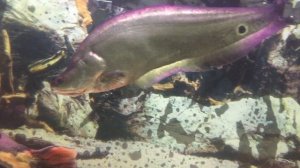 Пираньи чуть не съели щуку( присутствует ненормативная лексика, а как ещё сказать ?)