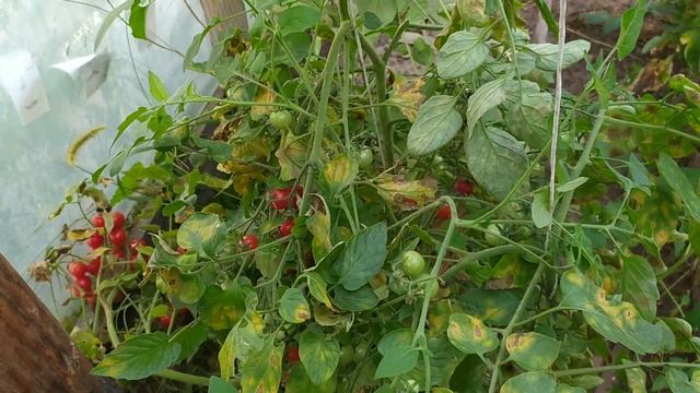 Томаты черри, которые никто не кушает из-за горечи. смотреть онлайн